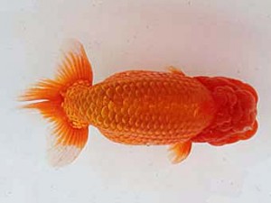 備後鱗友会　東取締　遠藤正一　浅口市
