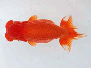 備後鱗友会　西取締　倉田正美　福山市
