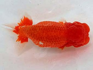 備後鱗友会　東大関　三河康宏　広島市