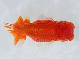 備後鱗友会　立行司　小山敏信　尾道市
