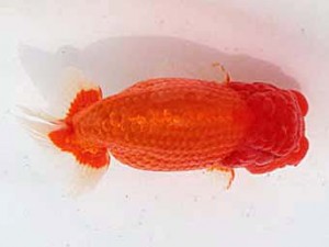 備後鱗友会　東取締　小山敏信　尾道市
