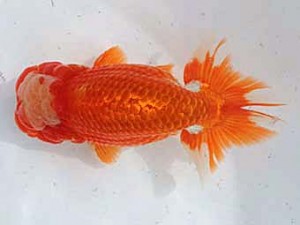 備後鱗友会　西取締　笹井義則　尾道市