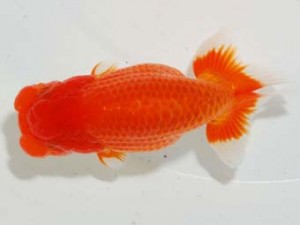 房総らんちう会　東大関　大渕　功　木更津市