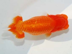 房総らんちう会　西大関　君塚一博　夷隅郡大多喜町