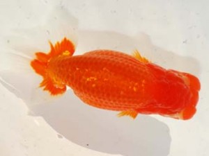 房総らんちう会　立行司　秋元和男　君津市