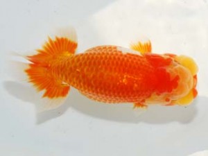 房総らんちう会　取締一　藤川直子　横浜市