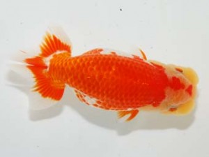 房総らんちう会　取締二　大渕　功　木更津市