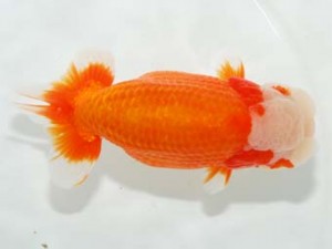 房総らんちう会　東大関　君塚一博　夷隅郡大多喜町