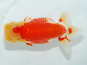 房総らんちう会　立行司　秋元和男　君津市