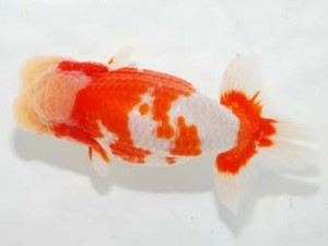 房総らんちう会　取締一　鈴木靖夫　木更津市