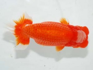 房総らんちう会　取締二　野上　清　鴨川市