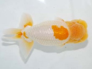 房総らんちう会　西大関　大渕　功　木更津市