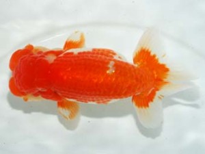 房総らんちう会　立行司　永野勝治　市原市