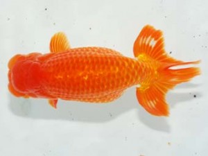 房総らんちう会　取締一　大渕　功　木更津市