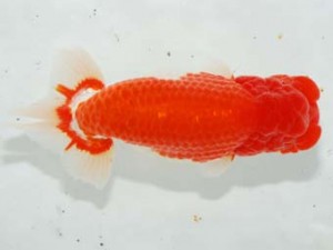 房総らんちう会　取締二　鈴木靖夫　木更津市