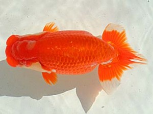 金魚文化連合会　東大関　清須市　山田芳人