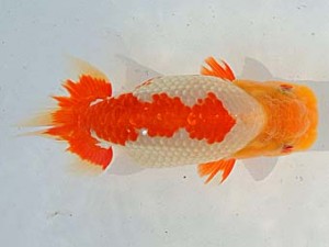 金魚文化連合会 勧進元一　名古屋　左近義治