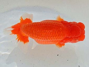 金魚文化連合会　勧進元二　刈谷市　松下幸敏