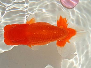 金魚文化連合会 行司二　熊野市　井戸本　唯