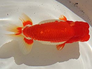 金魚文化連合会 行司三　常滑市　井上廣太