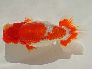 金魚文化連合会 脇行司一　常滑市　井上廣太