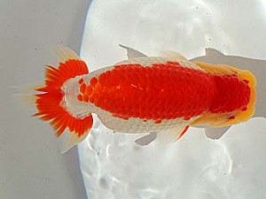 金魚文化連合会　立行司　半田市　野口　弘