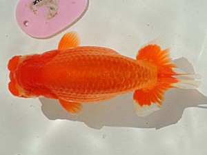 金魚文化連合会　東取締　常滑市　井上廣太