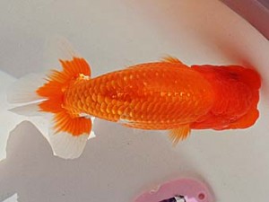 金魚文化連合会　西取締　磐田市　中川元吉