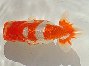 金魚文化連合会 東関脇　名古屋　大野　稔