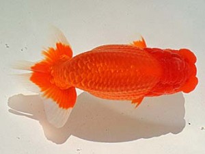 金魚文化連合会 東小結　常滑市　井上廣太