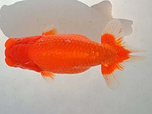 金魚文化連合会 西小結　津市　大河内正行