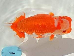 金魚文化連合会　東大関　熊野市　湊　直芳