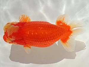 金魚文化連合会　西大関　大王　林　万貴