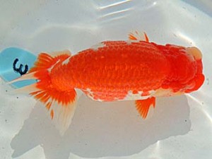 金魚文化連合会　立行司　刈谷市　松下幸敏