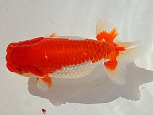 金魚文化連合会　取締一　名古屋　安井　睦