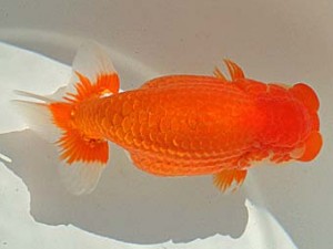 金魚文化連合会　取締二　津市　前田芳樹