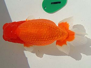 金魚文化連合会　東大関　岐阜市　杉江拓郎