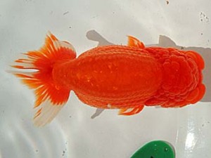 金魚文化連合会　西大関　鈴鹿市　倉田靖久