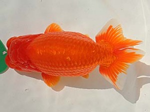 金魚文化連合会　取締一　大王　林　万貴