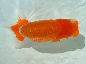 愛媛県らんちゅう愛好会　東大関　 山光　勲　松山