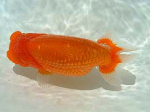 愛媛県らんちゅう愛好会　西大関　橋本　泰　松山