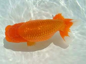 愛媛県らんちゅう愛好会　立行司　山光　勲　松山