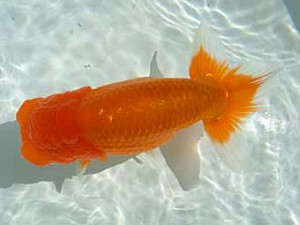 愛媛県らんちゅう愛好会　東取締　高岡泰雄　松山