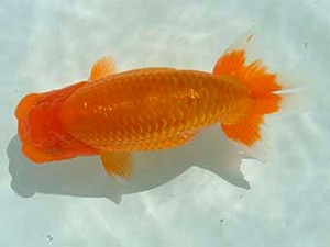 愛媛県らんちゅう愛好会　西取締　北村雄彦　松山