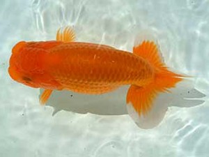 愛媛県らんちゅう愛好会　東大関　篠原　敬　徳島