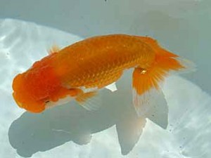 愛媛県らんちゅう愛好会　西大関　荒屋敷鉄也　松山