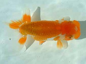 愛媛県らんちゅう愛好会　立行司　松友正一　松山