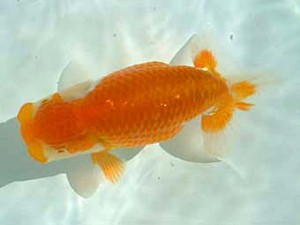 愛媛県らんちゅう愛好会　東取締　高岡泰雄　松山