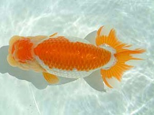 愛媛県らんちゅう愛好会　東大関　山口人史　西予