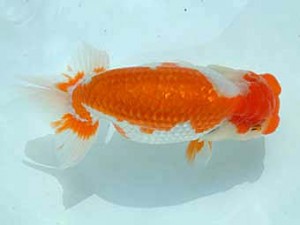 愛媛県らんちゅう愛好会　西大関　山内永文　今治